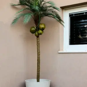 דקל קוקוס 2.50 מטר