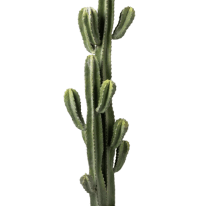 קקטוס 11 ראשים 1.20 מטר מלאכותי